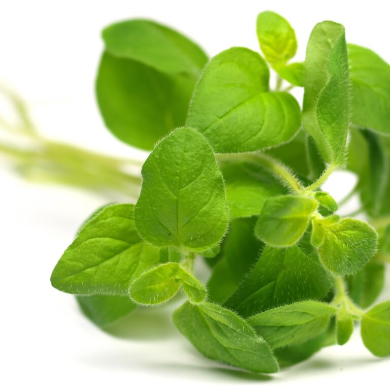 oregano3