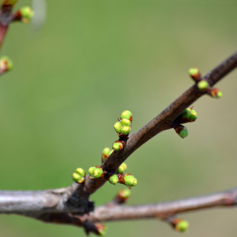 2 umflarea mugurilor