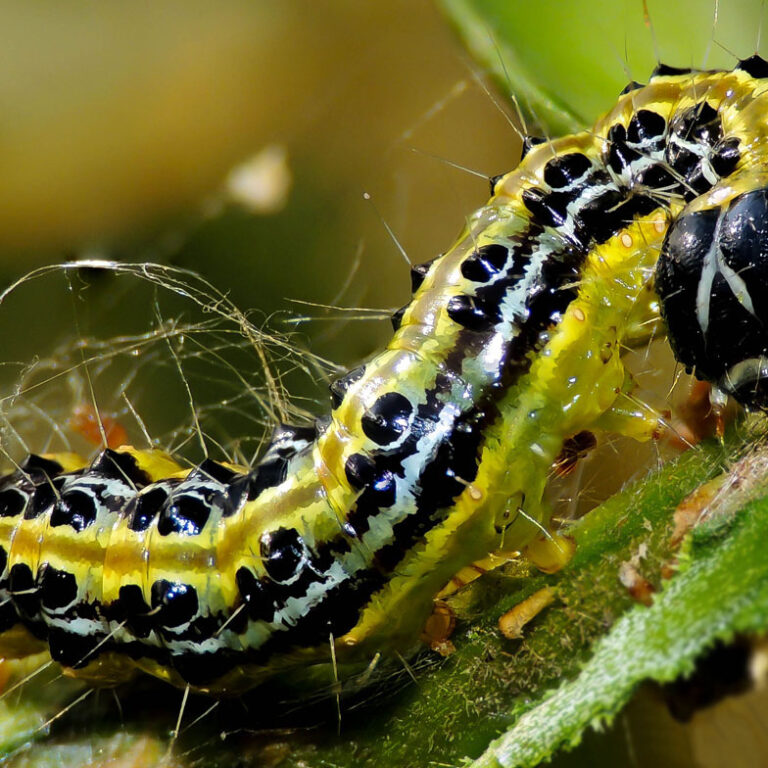 Cydalima_perspectalis2