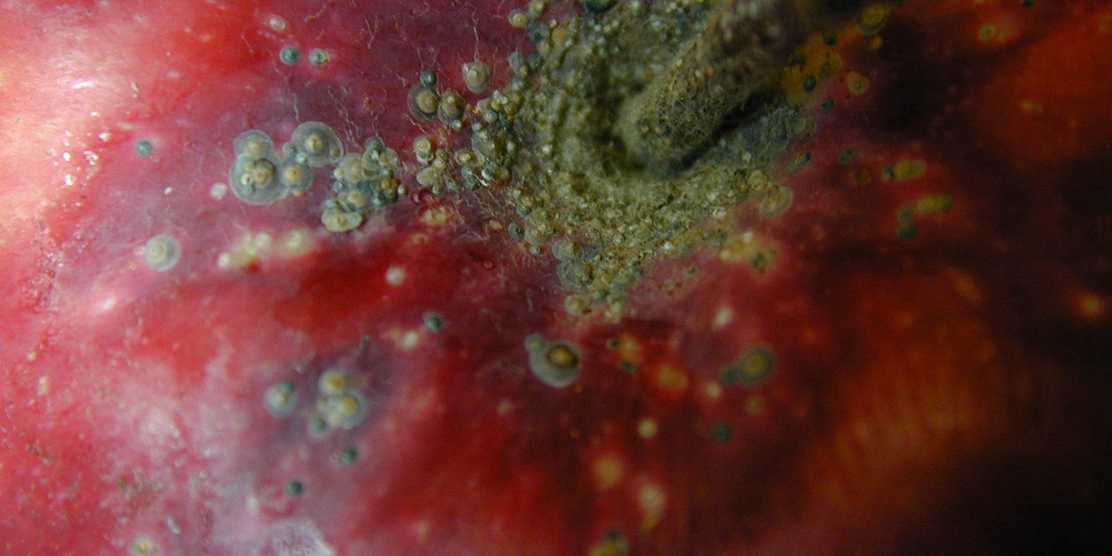 QUADRASPIDIOTUS PERNICIOSUS