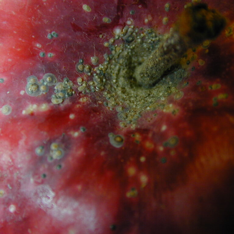 QUADRASPIDIOTUS PERNICIOSUS