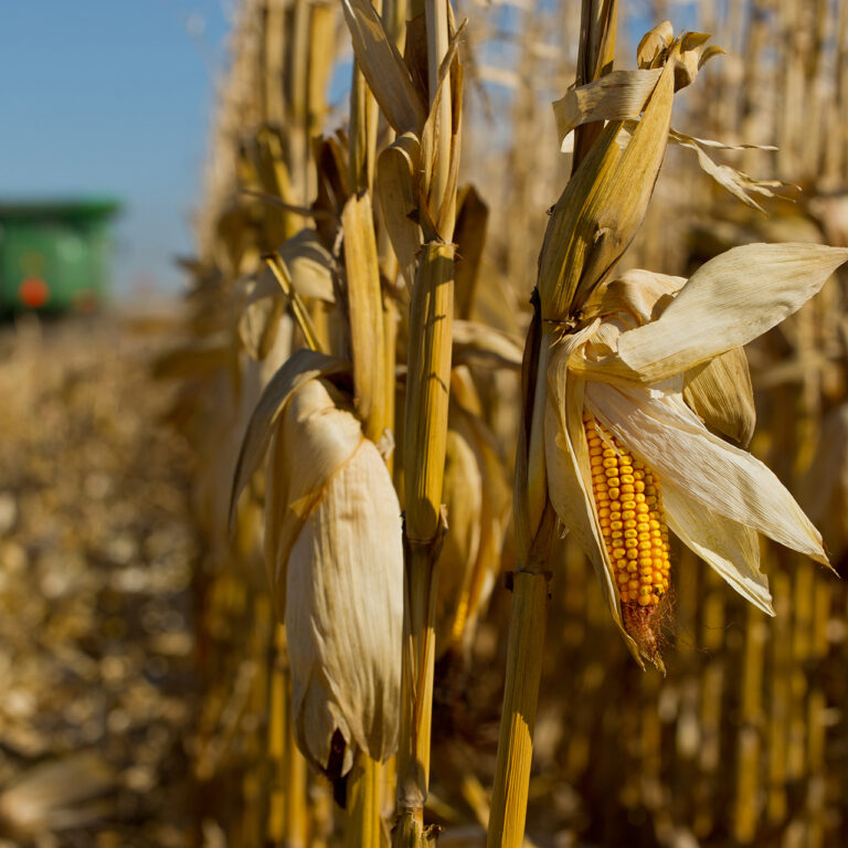 corn harvest