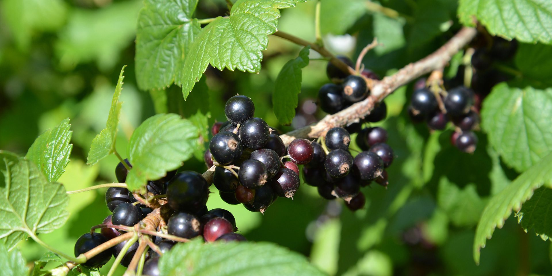 Ribes nigrum 1