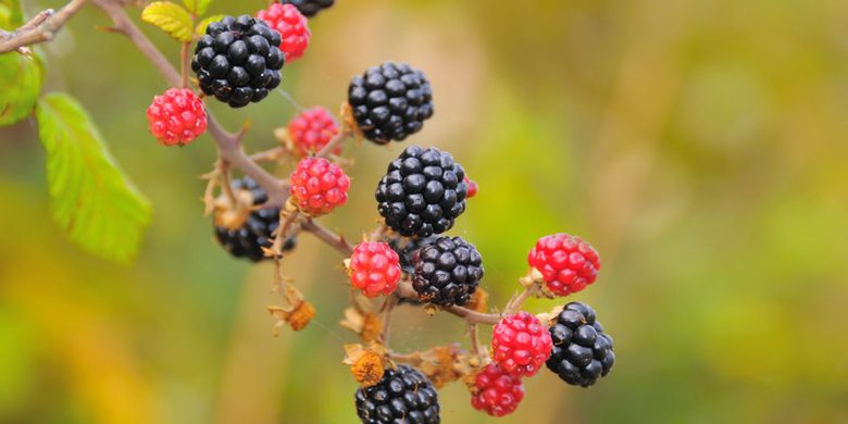 Rubus fruticosus 2
