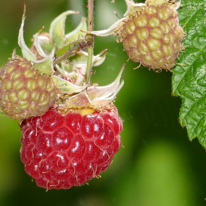 Rubus idaeus 1