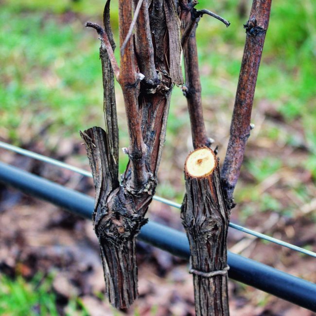 Taierea VITEI DE VIE