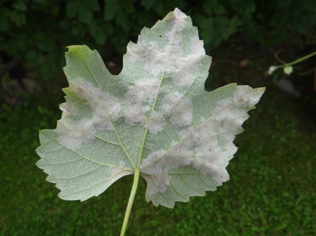 Plasmopara viticola