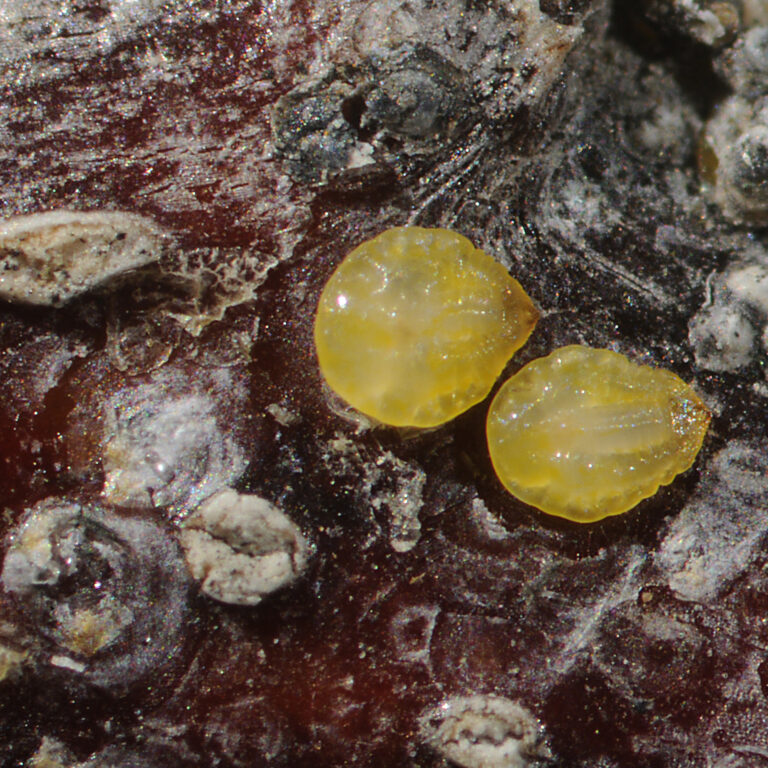 Quadraspidiotus perniciosus (Păduchele din San Jose) 3