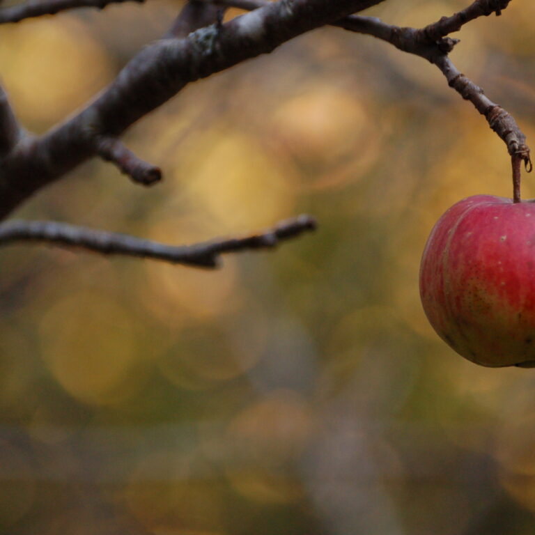 pomi fructiferi toamna